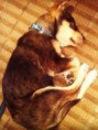 /album/selena%20posta%20foto%20com%20seus%20cachorros%20%26%20de%20f%c3%a3s%20no%20instagram/f-jpg/